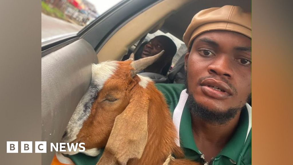 This Nigerian goat is now a celebrity This Nigerian goat is now a celebrity
